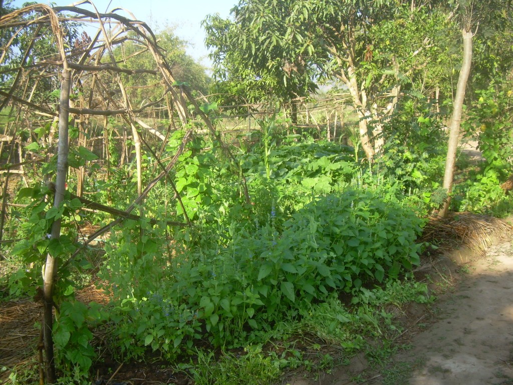 Panya Garden
